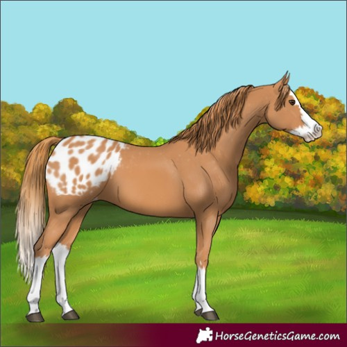 Horse Color:Chestnut Splash Appaloosa 