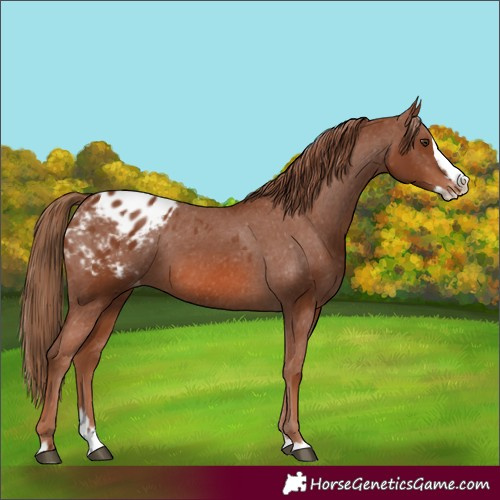 Horse Color:Chestnut Splash Appaloosa 