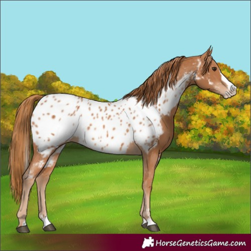 Horse Color:Chestnut Splash Appaloosa 