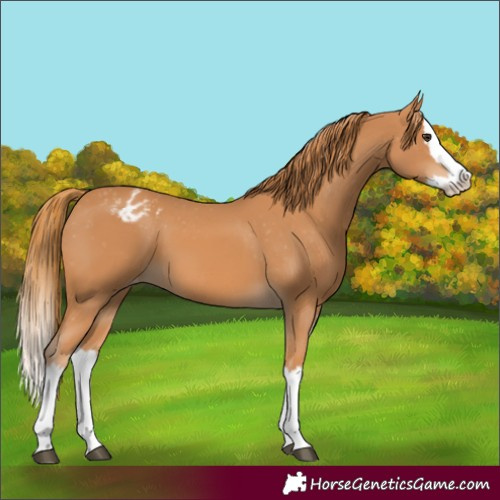 Horse Color:Chestnut Splash Appaloosa 