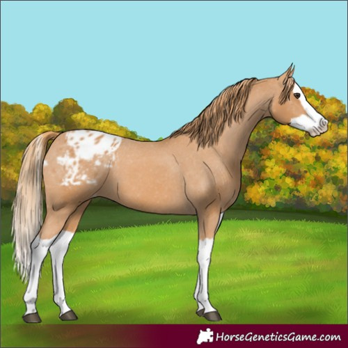 Horse Color:Chestnut Splash Appaloosa 