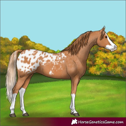 Horse Color:Chestnut Splash Appaloosa 