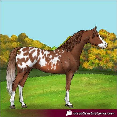 Horse Color:Chestnut Splash Appaloosa 