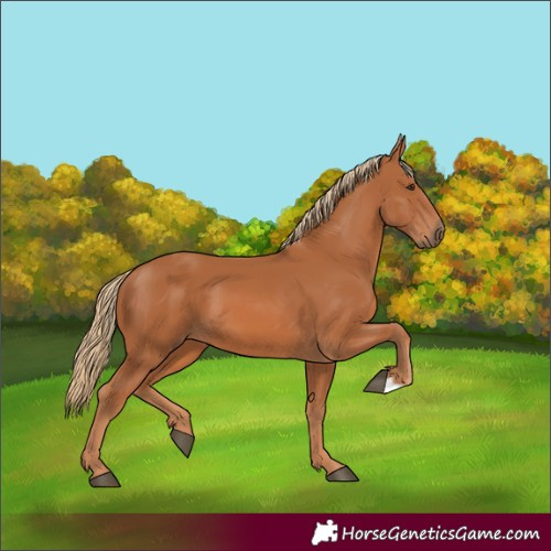 Horse Color:Chestnut 
