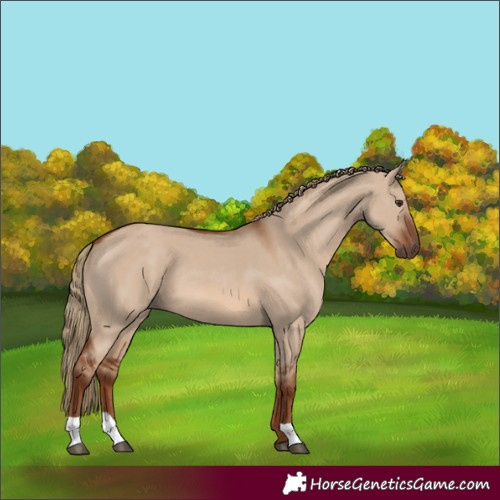Horse Color:Red Dun 