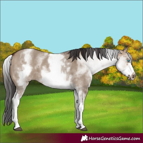 Horse Color:White Spotted Brown Dun Frame 