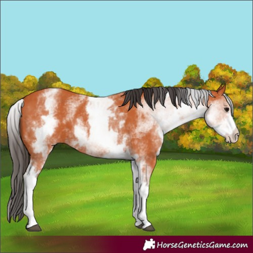 Horse Color:White Spotted Bay 