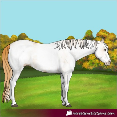 Horse Color:White Spotted Red Dun 