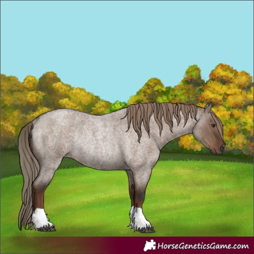 Horse Color:Liver Red Dun Roan Rabicano 