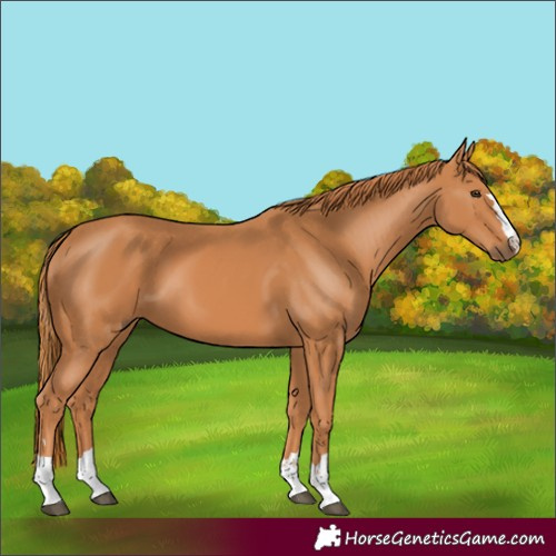 Horse Color:Chestnut 