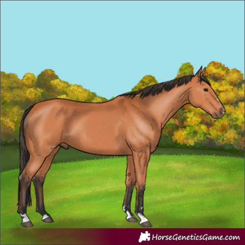 Horse Color:Bay 