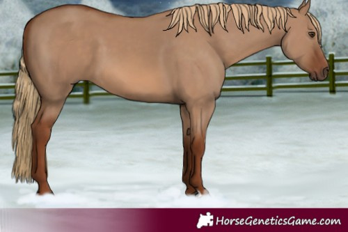 Horse Color:Red Dun 
