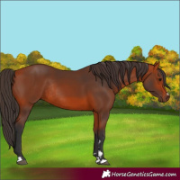 Horse Color:Bay Rabicano 