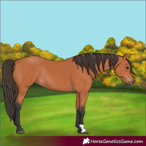 Horse Color:Bay Rabicano 