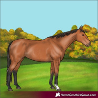 Horse Color:Bay Rabicano 
