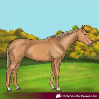 Horse Color:Chestnut Rabicano