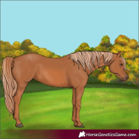 Horse Color:Chestnut Rabicano 