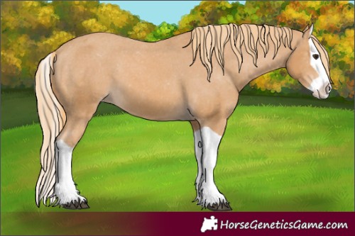 Horse Color:Chestnut Splash Appaloosa 