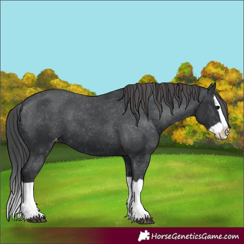 Horse Color:Black Splash Appaloosa 