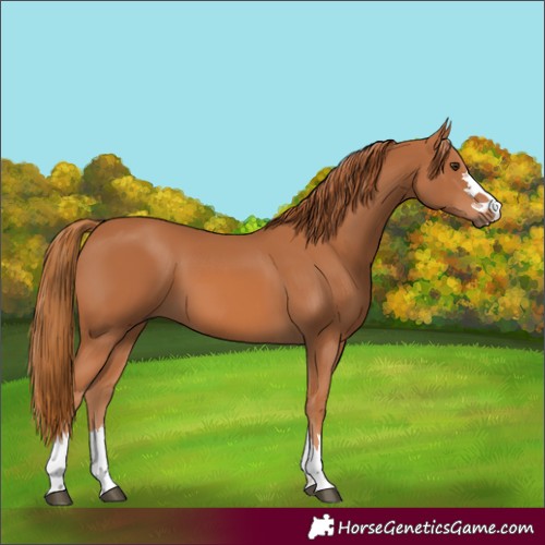 Horse Color:Chestnut 