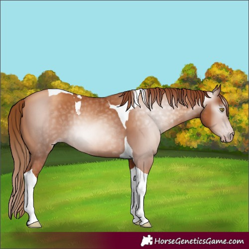 Horse Color:Unknown 
