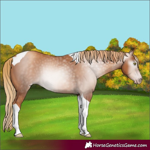 Horse Color:Unknown 