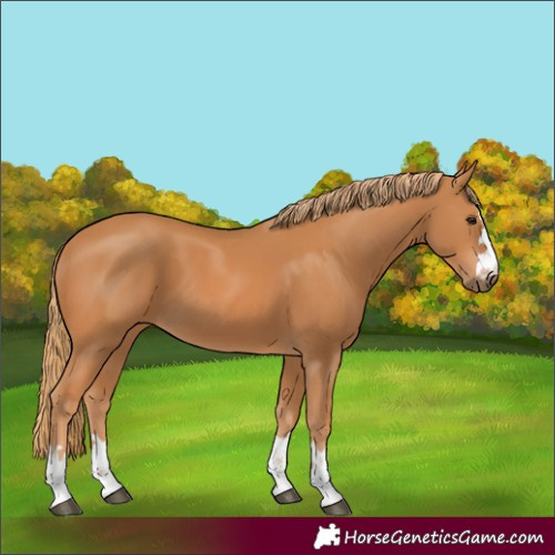 Horse Color:Chestnut 