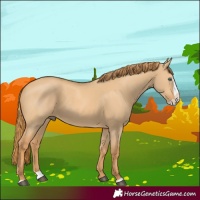 Horse Color:Red Dun Splash 