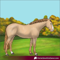 Horse Color:Red Dun Splash 