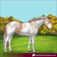 Horse Color:White Spotted Chestnut 