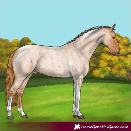 Horse Color:Red Roan Tobiano