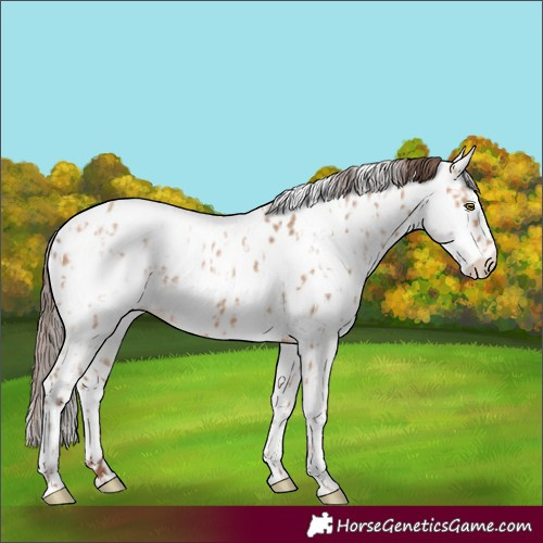 Horse Color:Amber Champagne Appaloosa  and Amber Champagne Appaloosa 