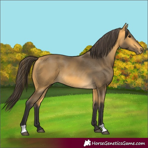 Horse Color:Unknown 
