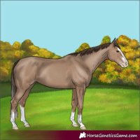 Horse Color:Classic Champagne Splash
