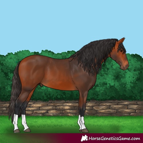 Horse Color:Unknown 
