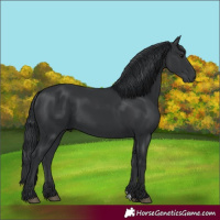 Horse Color:Black 