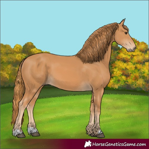 Horse Color:Chestnut 