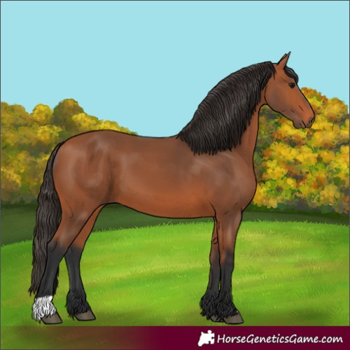 Horse Color:Bay 