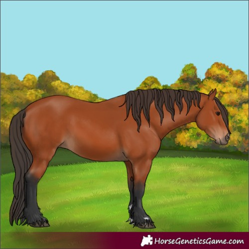 Horse Color:Bay 