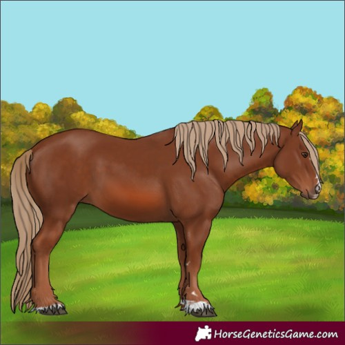 Horse Color:Chestnut 