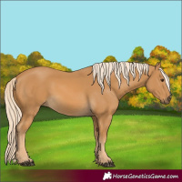 Horse Color:Palomino 