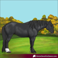 Horse Color:Black 
