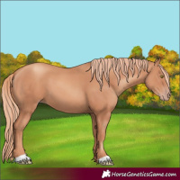 Horse Color:Gold Champagne 