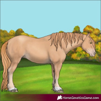 Horse Color:Gold Champagne