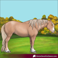 Horse Color:Gold Champagne 