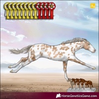 Horse Color:Chocolate Palomino Pearl Sabino Near Leopard 