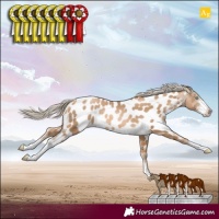 Horse Color:Chocolate Palomino Pearl Sabino Appaloosa