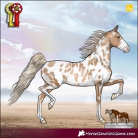 Horse Color:Chocolate Palomino Pearl Sabino Appaloosa 
