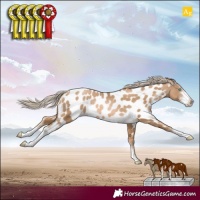 Horse Color:Chocolate Palomino Pearl Sabino Appaloosa
