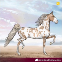 Horse Color:Chocolate Palomino Pearl Sabino Appaloosa